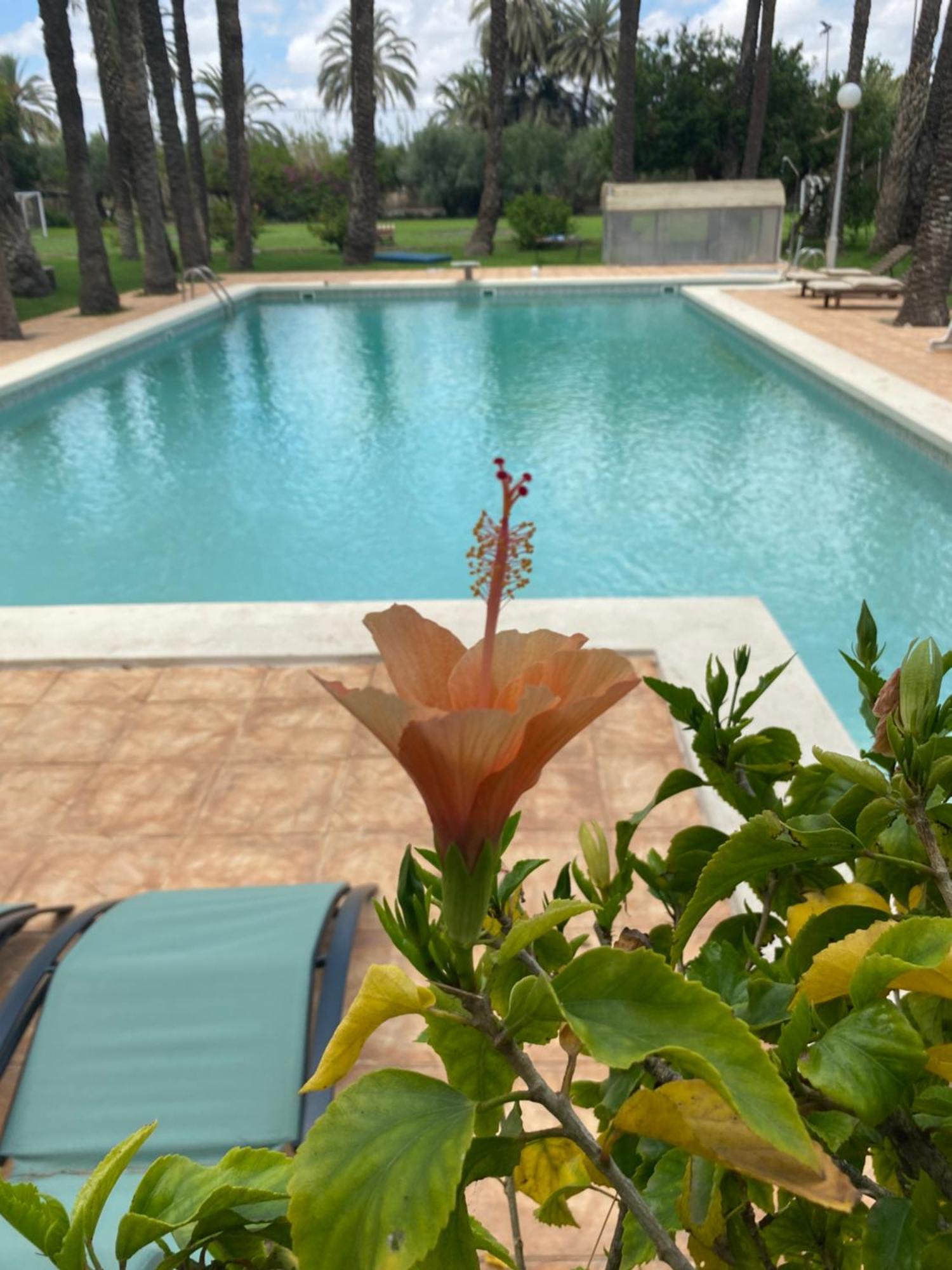 Pink Lemon House Bed & Breakfast Elche Eksteriør bilde