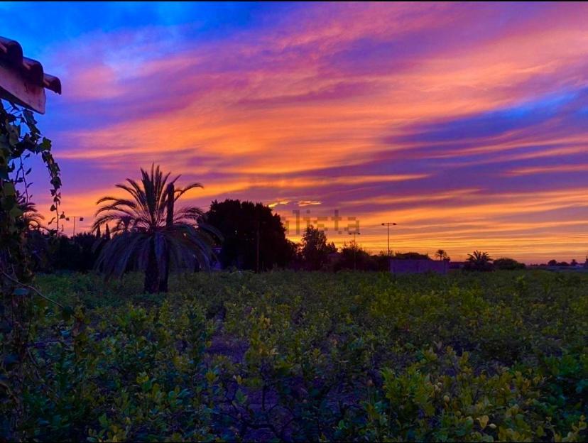 Pink Lemon House Bed & Breakfast Elche Eksteriør bilde