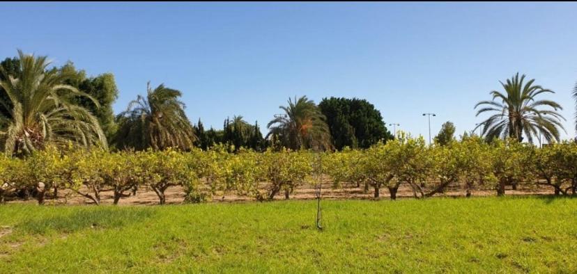 Pink Lemon House Bed & Breakfast Elche Eksteriør bilde